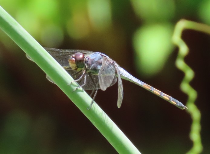 Common chaser