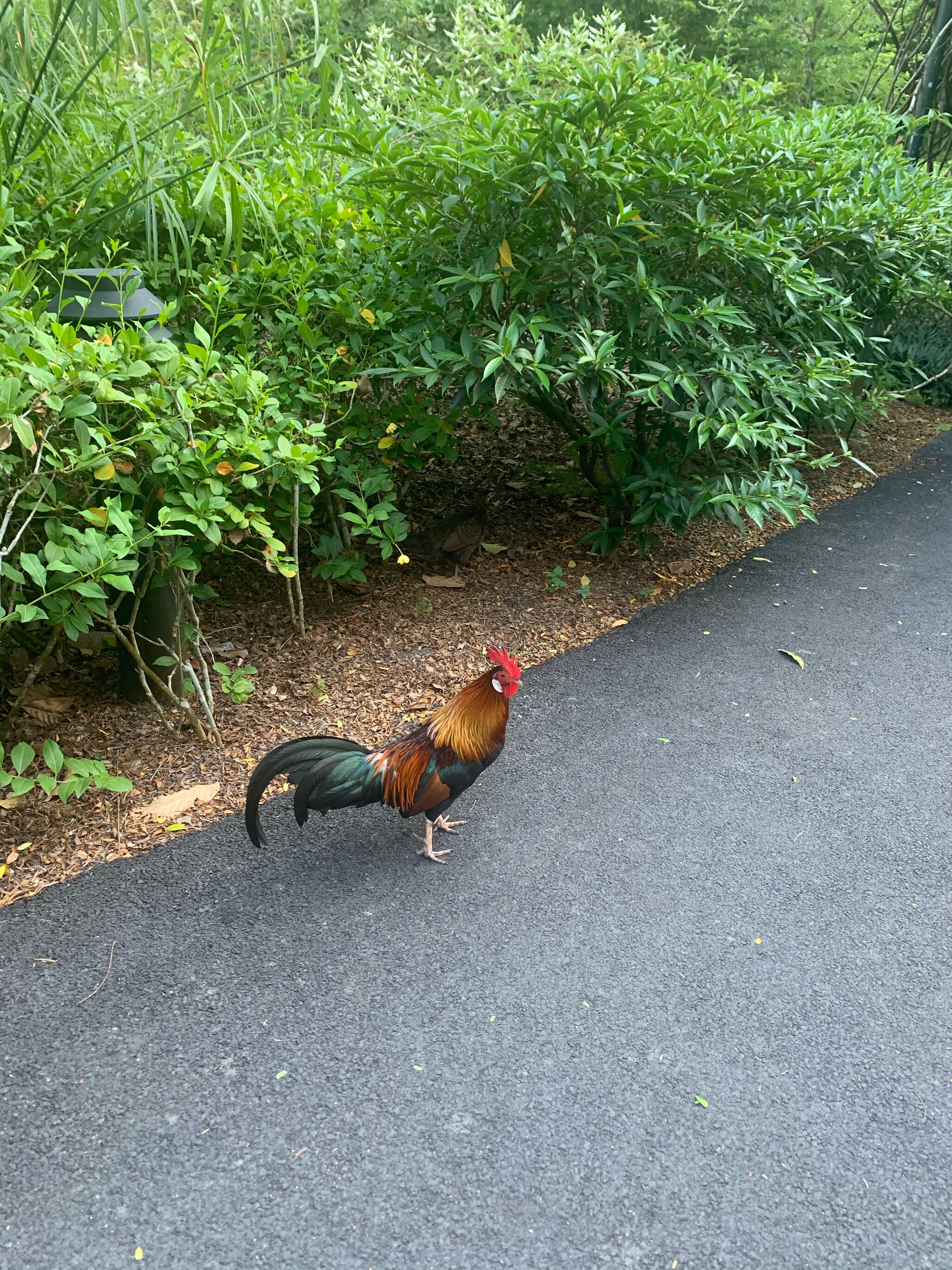 Red jungle fowl