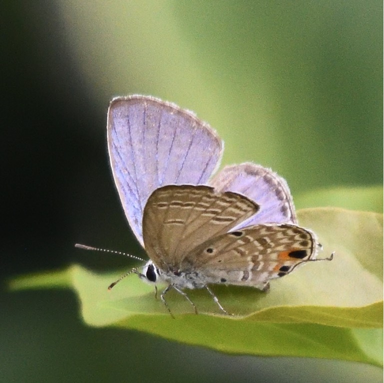 曲纹紫灰蝶 cycad blue(学名：chilades pandava）