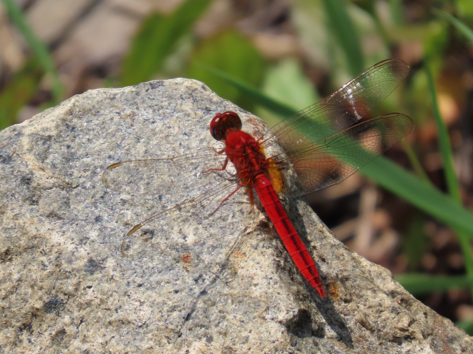 Common scarlet male