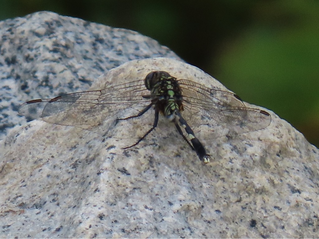 Variegated green skimmer