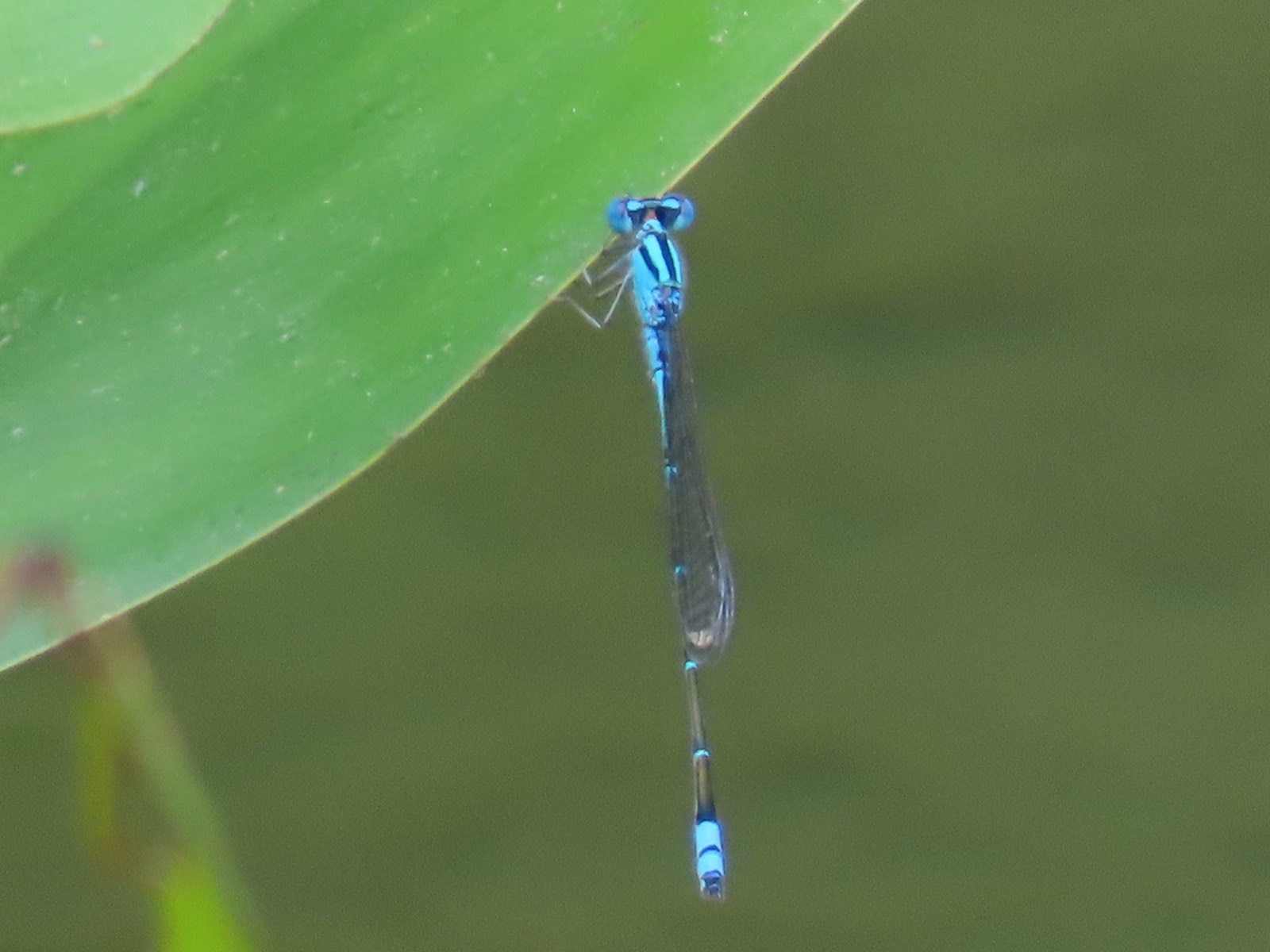 Blue sprite male