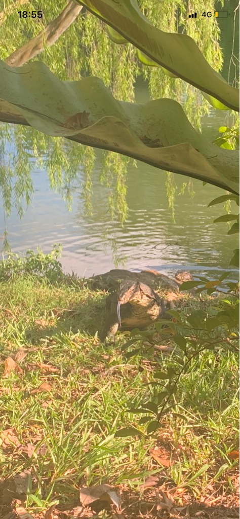 Malayan water monitor lizard