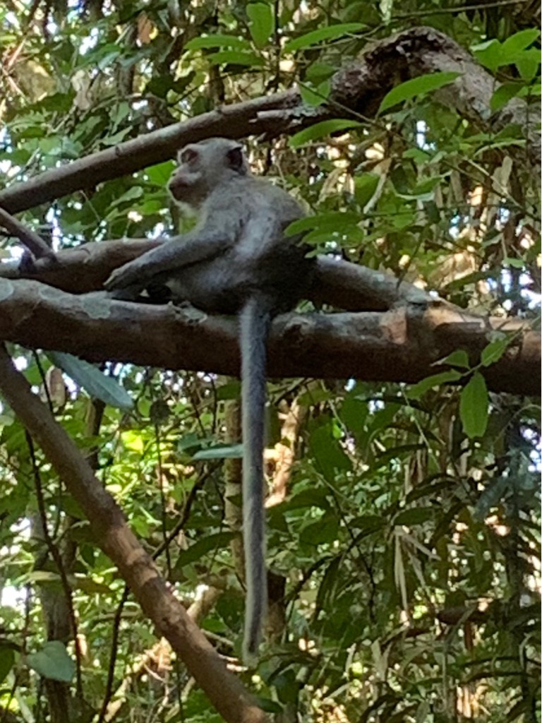 Long tailed macaque 