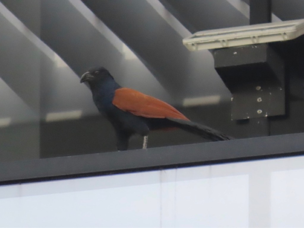 Greater coucal 