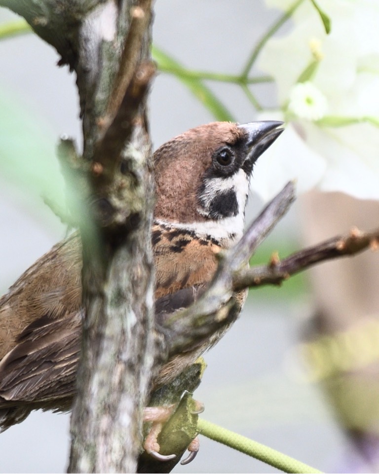 欧亚树麻雀 eurasian tree sparrow (学名：passer montanus)