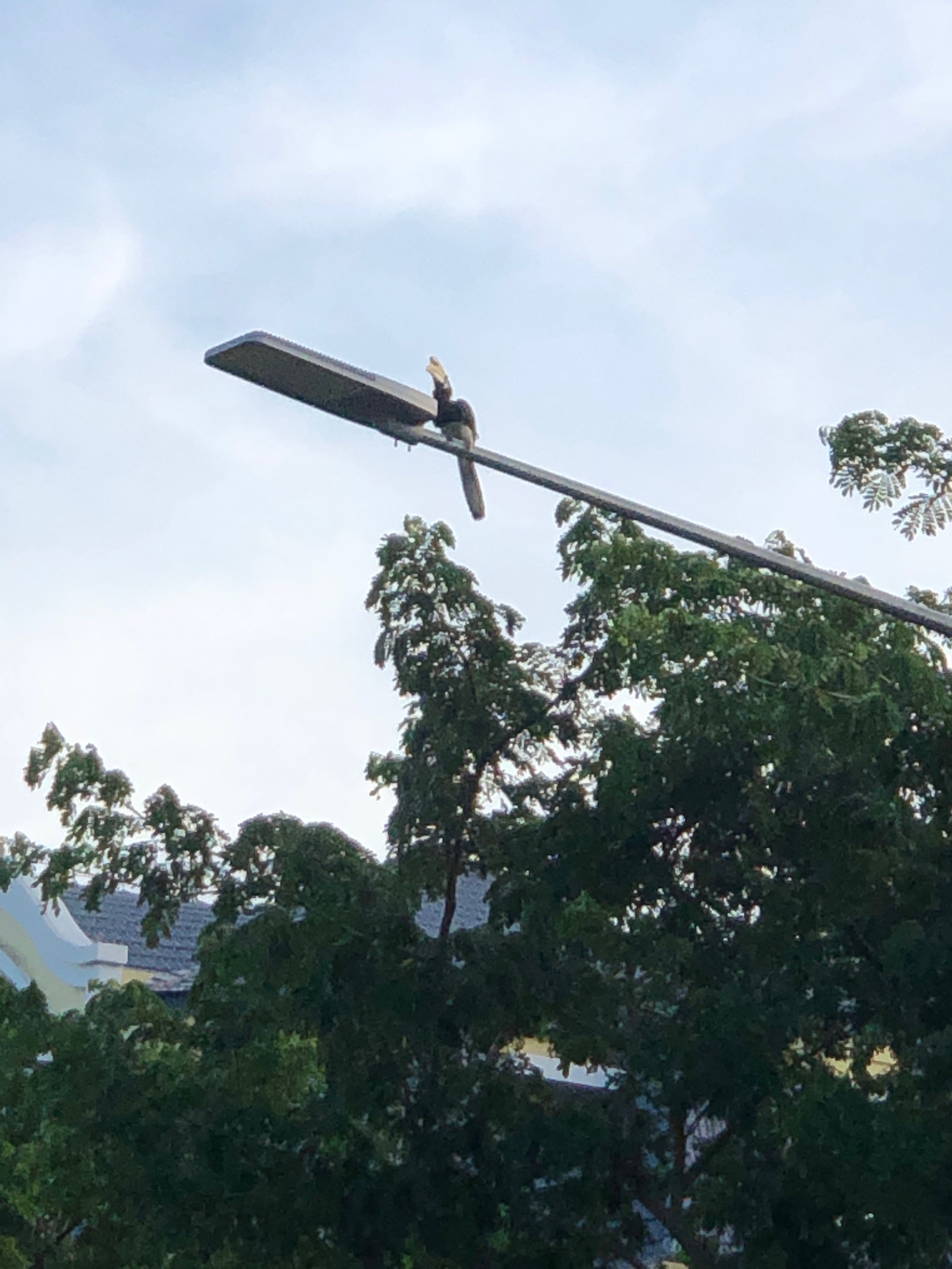 Oriental pied-hornbill