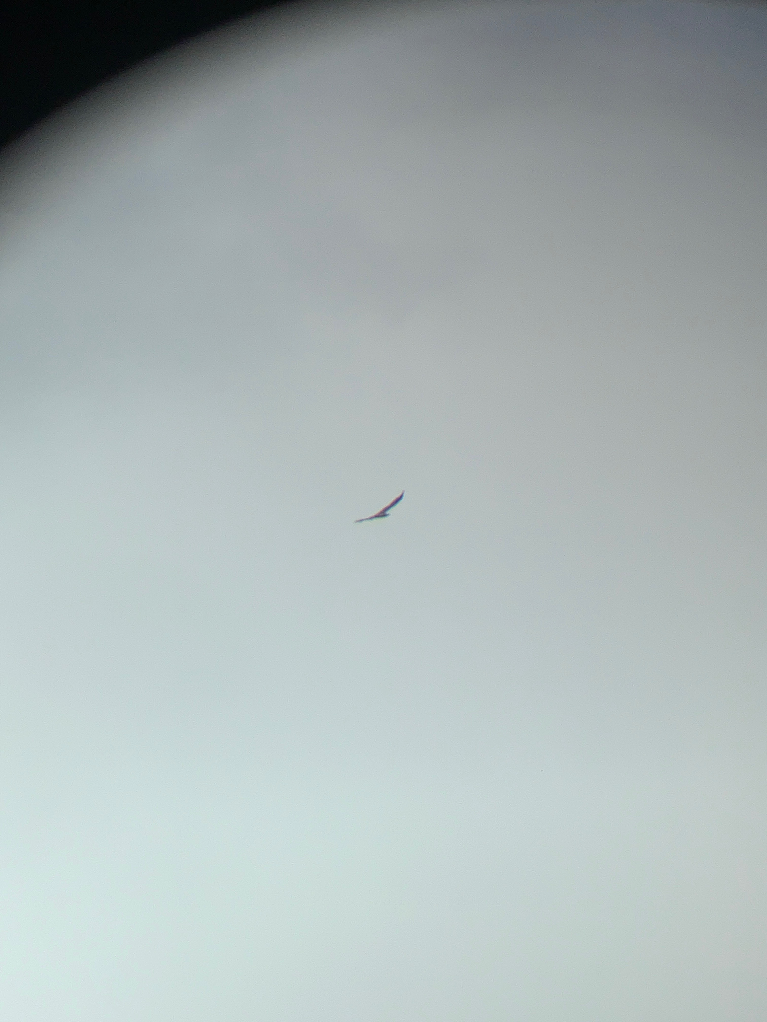Brahminy kite