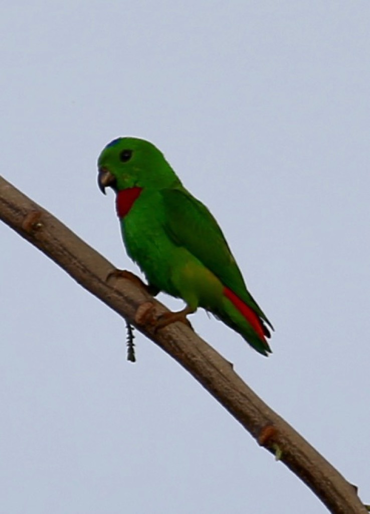Blue-crowned hanging parrot   