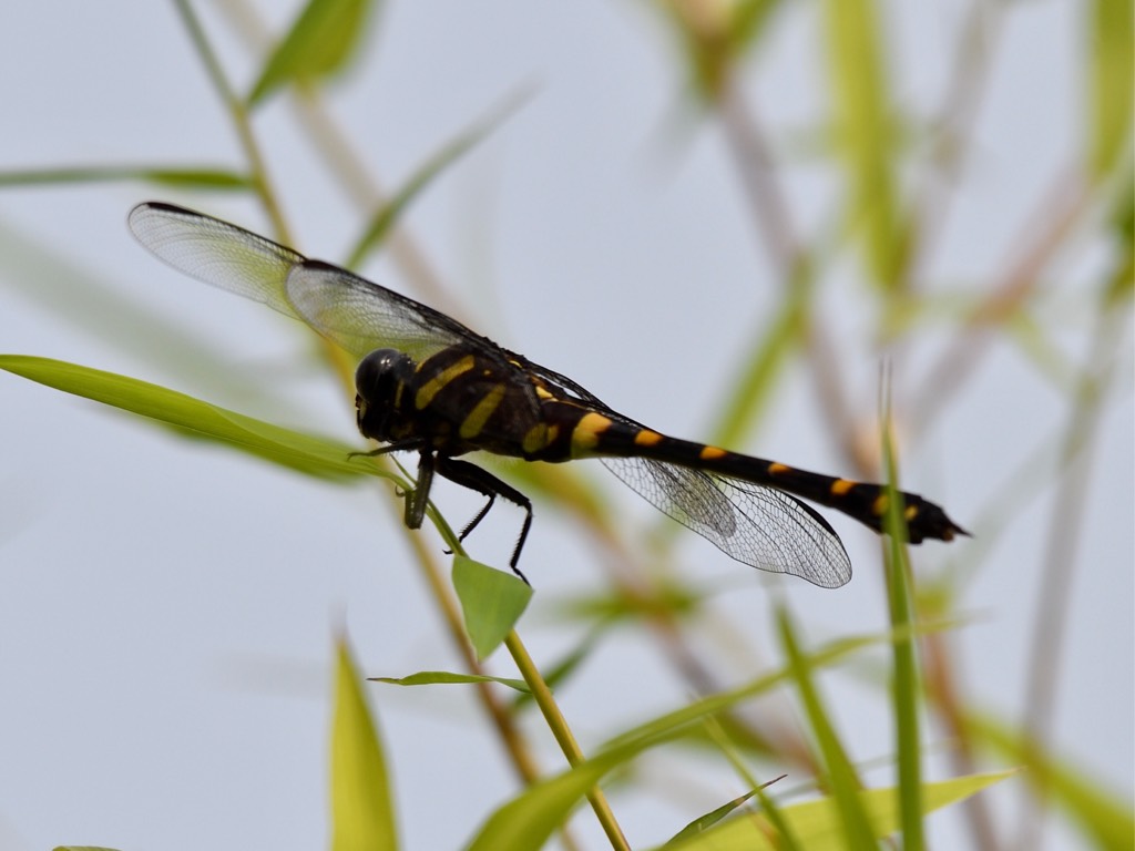 雌性鈎尾副春蜓 yellow-banded hooktail (f) （学名：paragomphus capricornis）