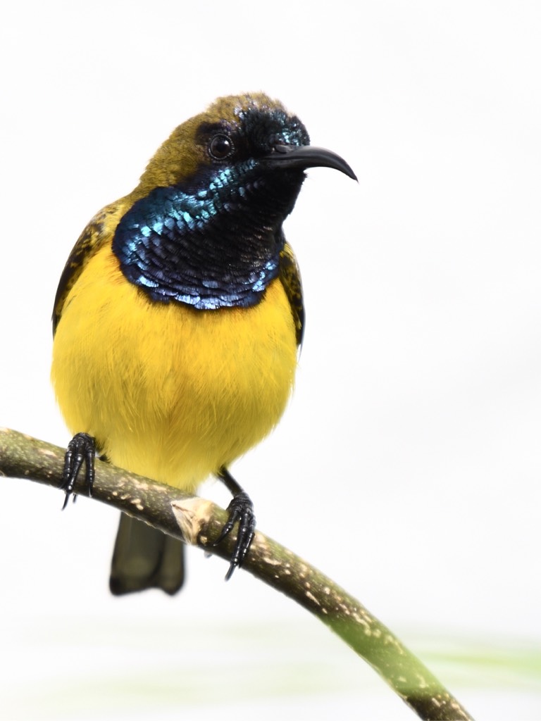 雄性黄腹花蜜鸟 olive-backed sunbird (m)（学名：cinnyris jugularis）