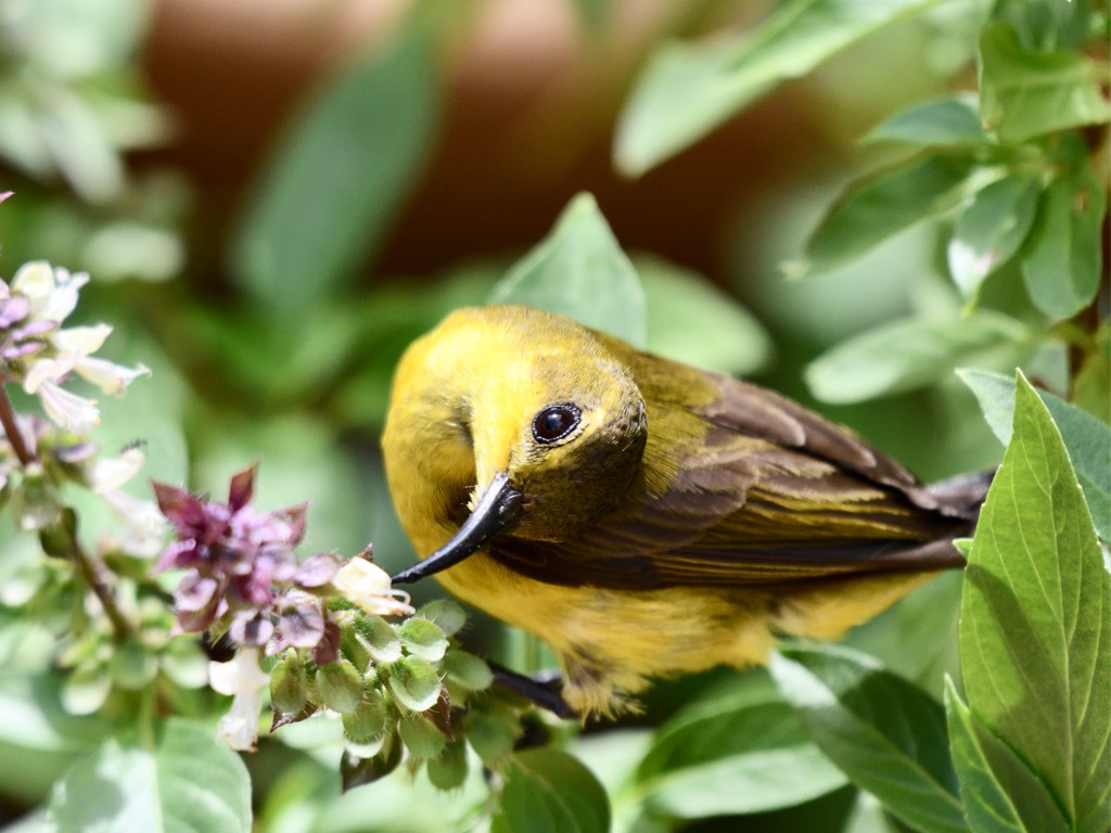 雌性黄腹花蜜鸟 olive-backed sunbird (f)（学名：cinnyris jugularis）