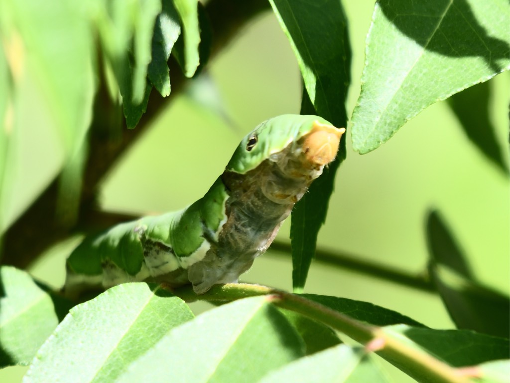 毛虫 caterpillar