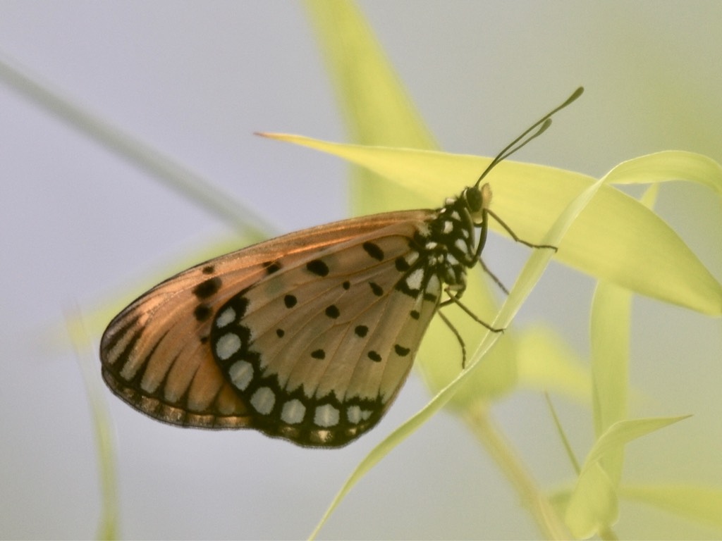 雌性斑珍蝶 tawny coster (f)（学名：acraea violae）
