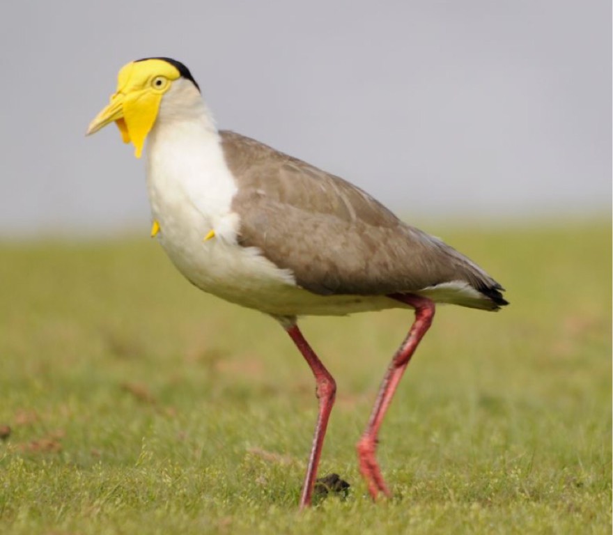 Masked lapwing - Biodiversity and Environment Database System