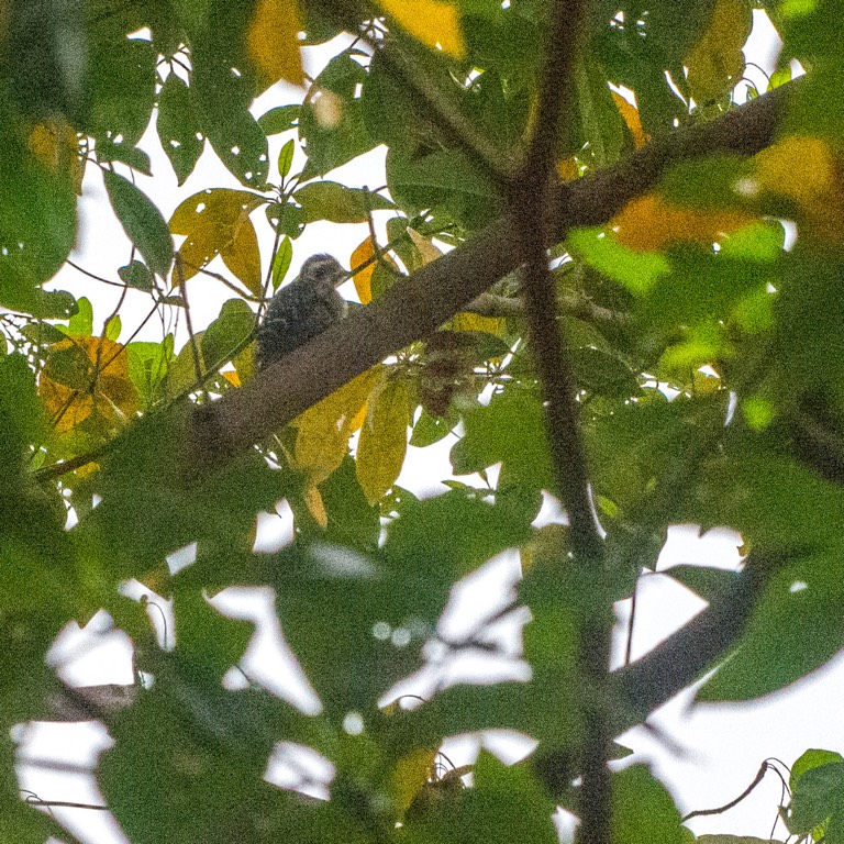 Sunda pygmy woodpecker