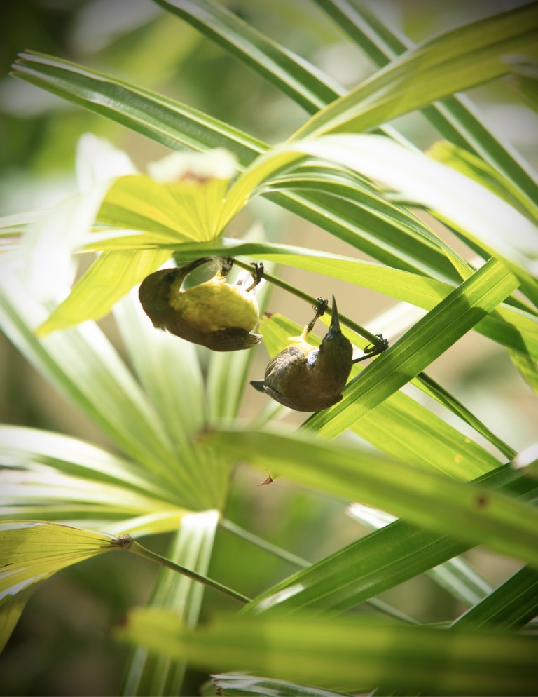 Olive backed sunbird