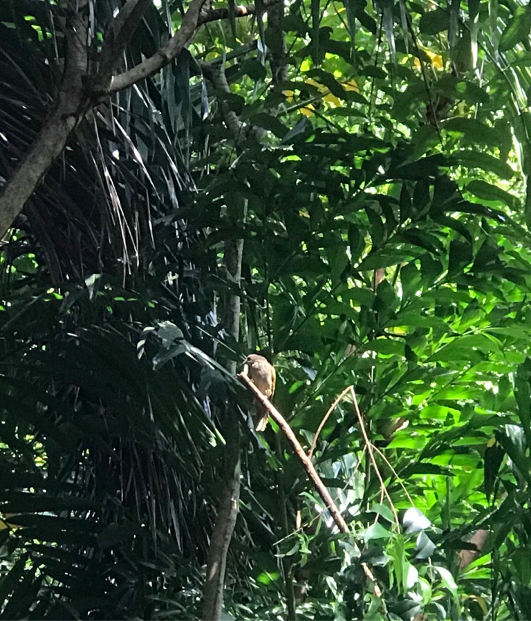 Olive-winged bulbul