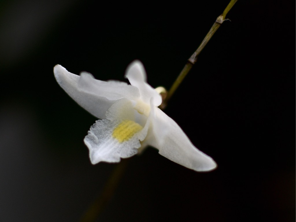 鸽石斛，又名木石斛 pigeon orchid（学名：dendrobium crumenatum）