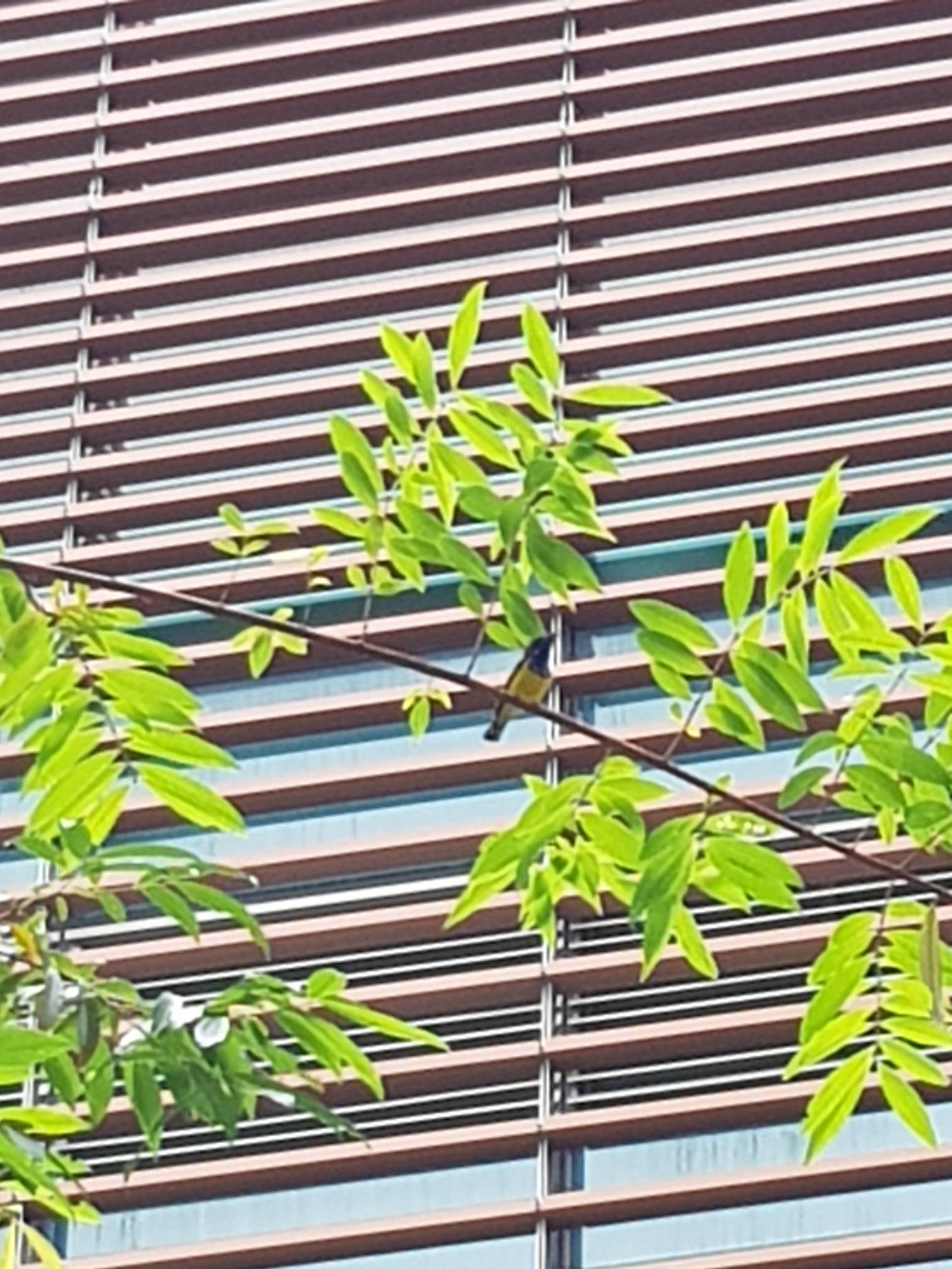 Olive-backed sunbird