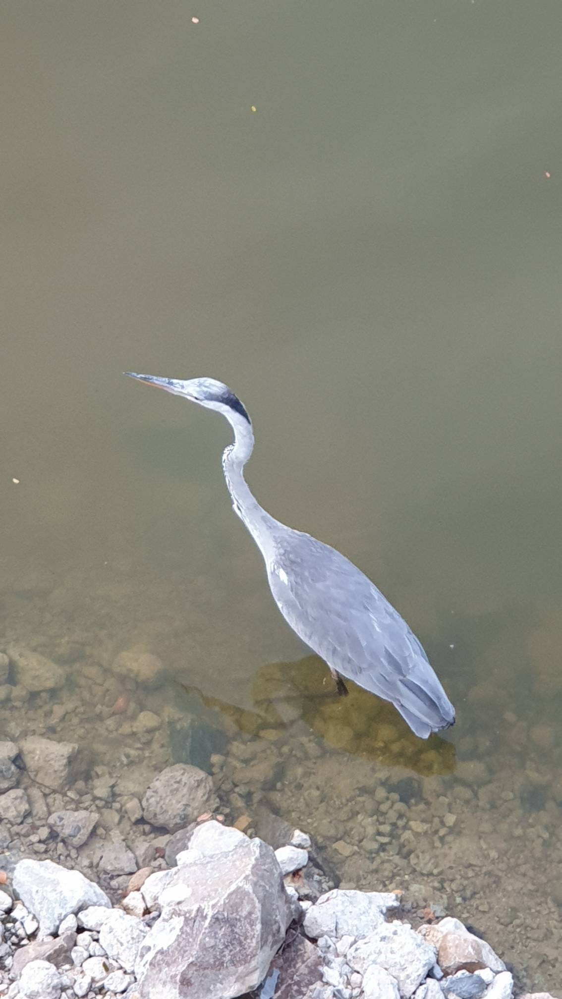 Grey heron
