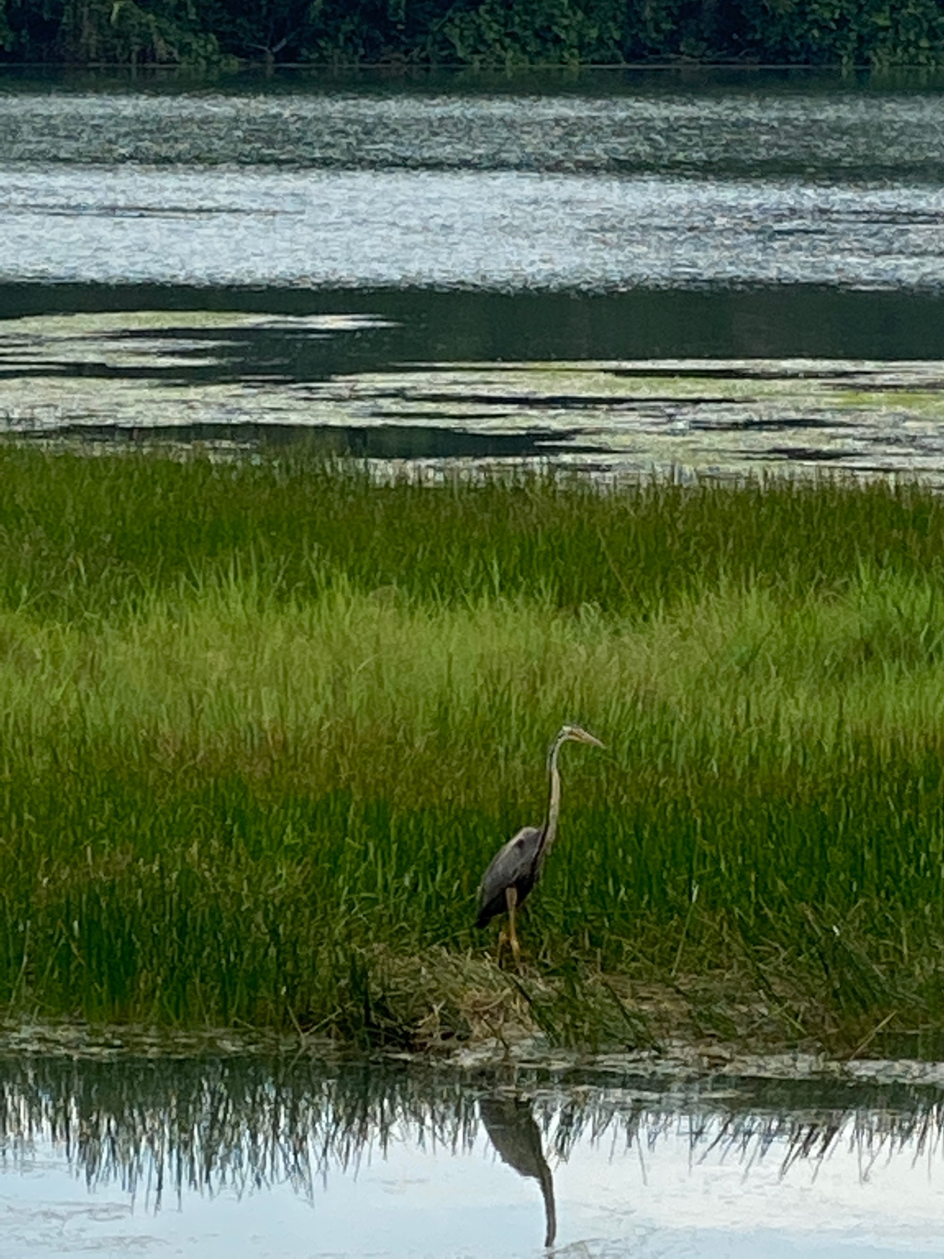 Grey heron   