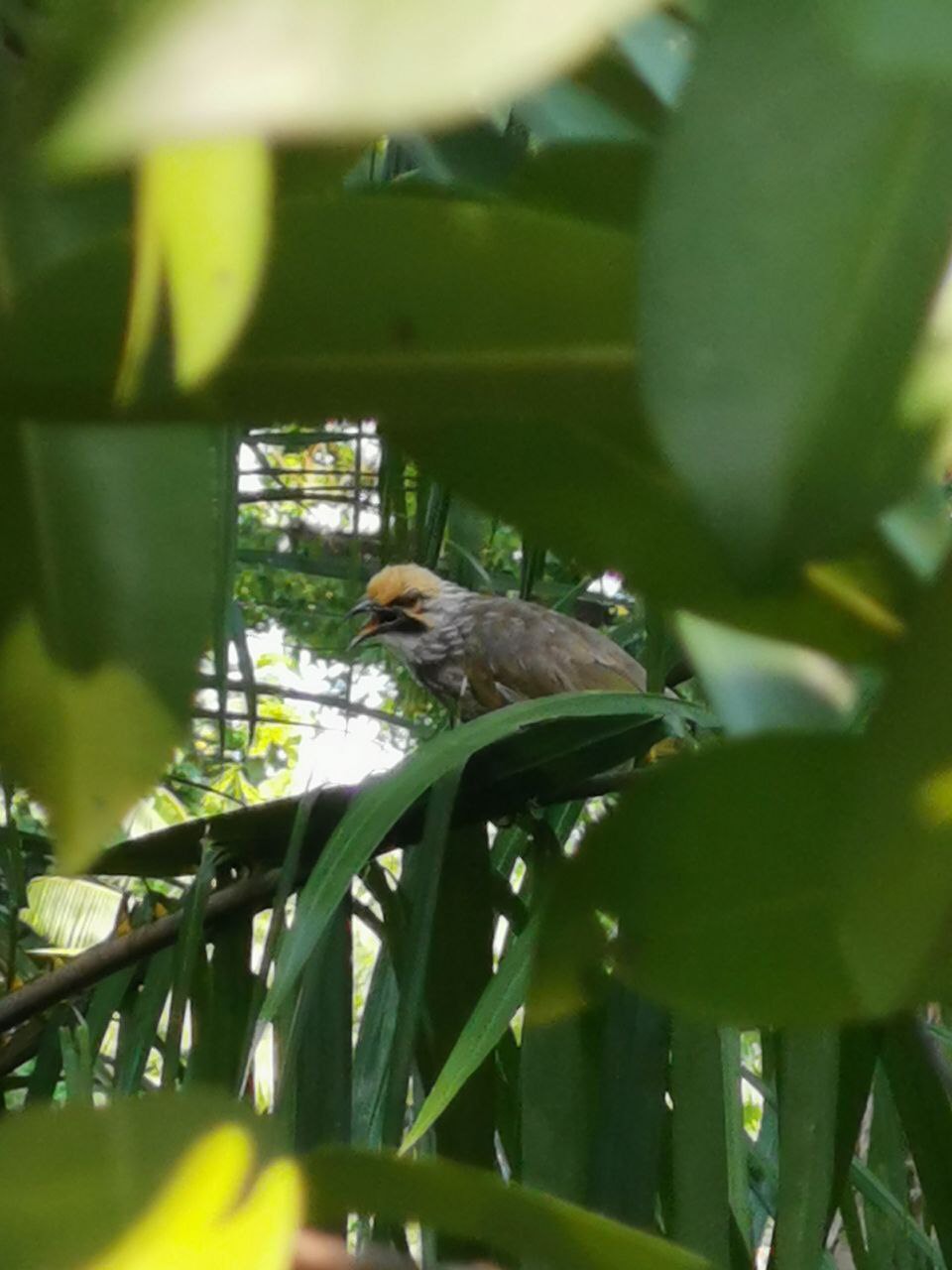 Straw headed bulbul