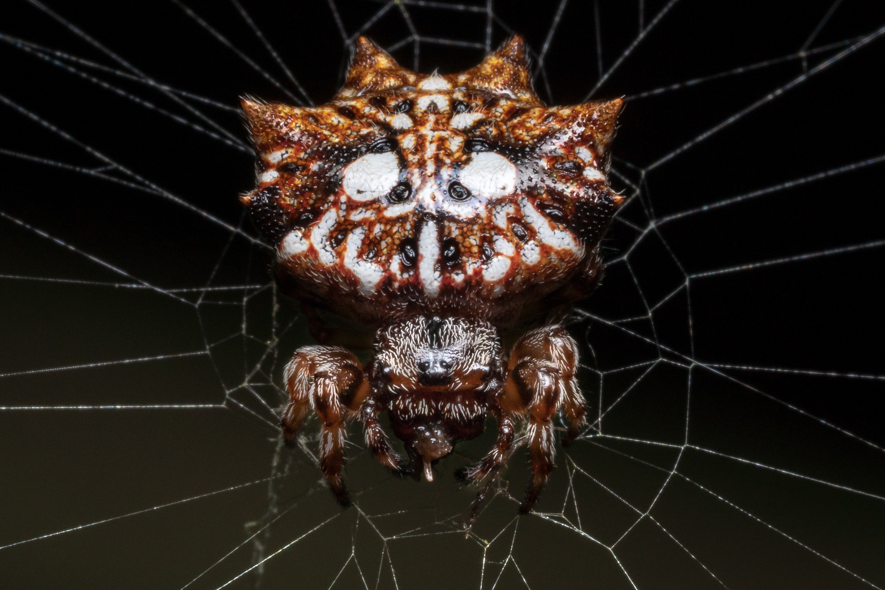 Double-spotted spiny spider
