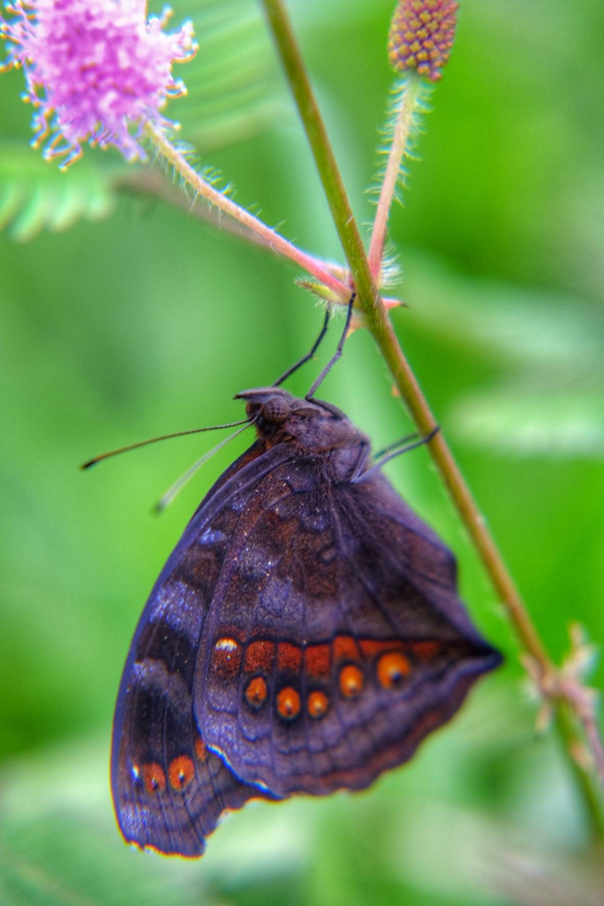 Chocolate pansy