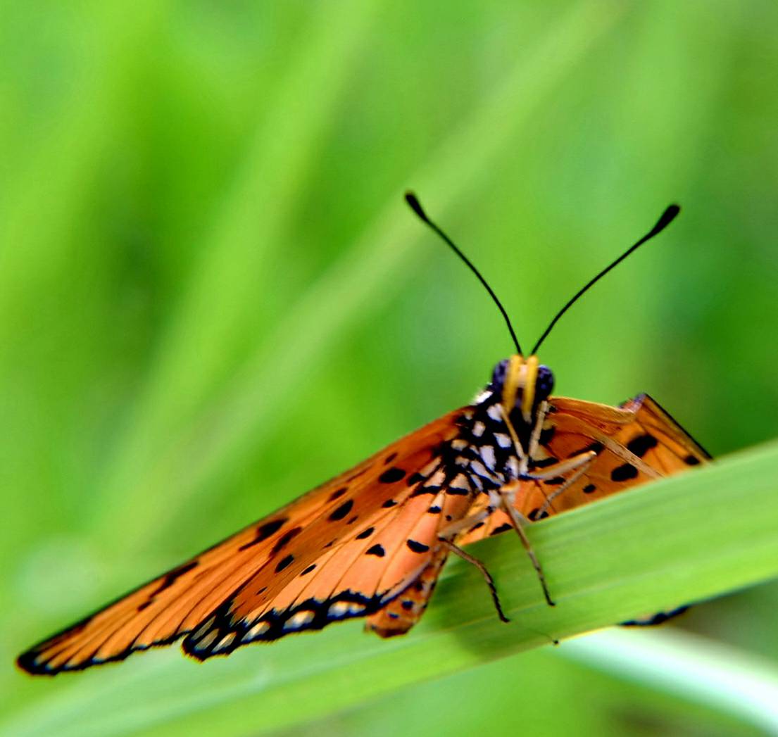 Tawny coster