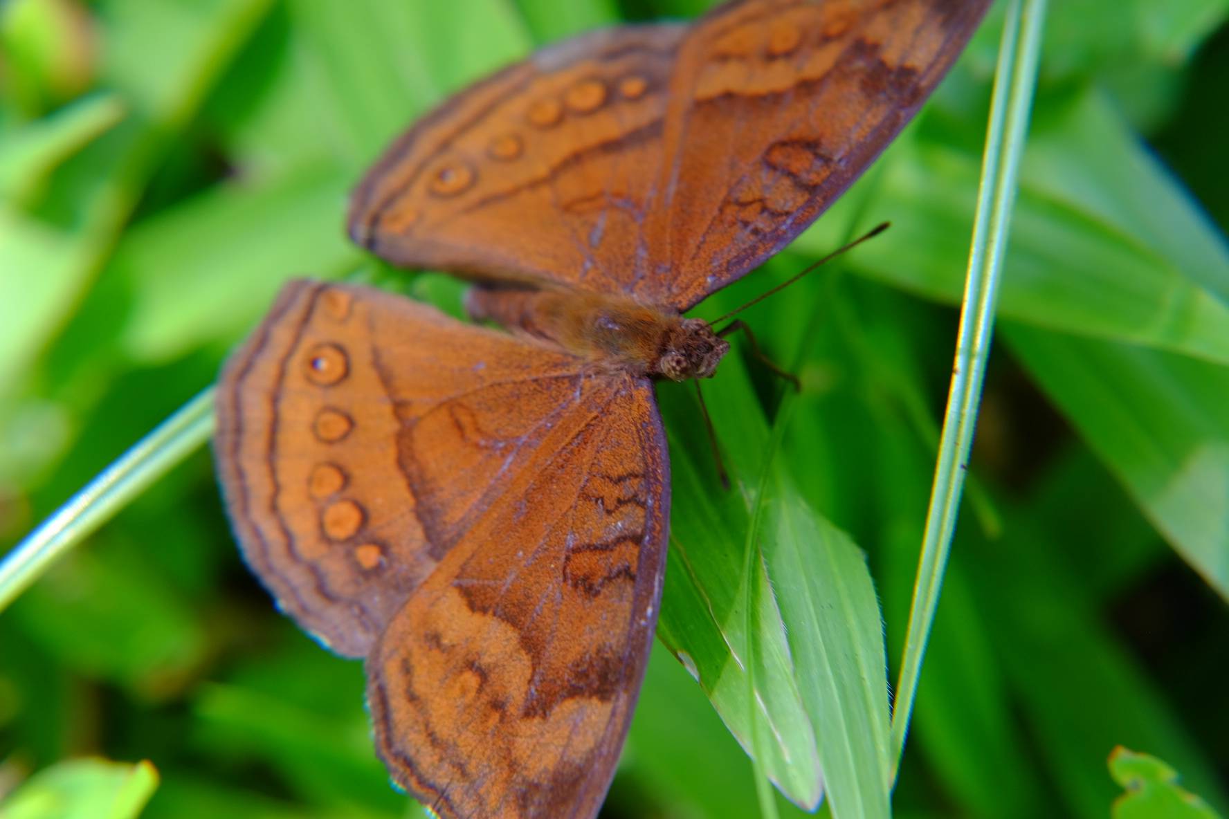 Chocolate pansy