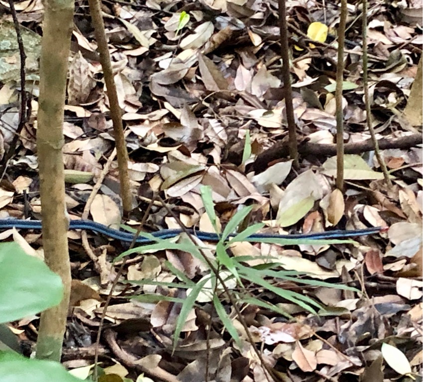 Blue malayan coral snake