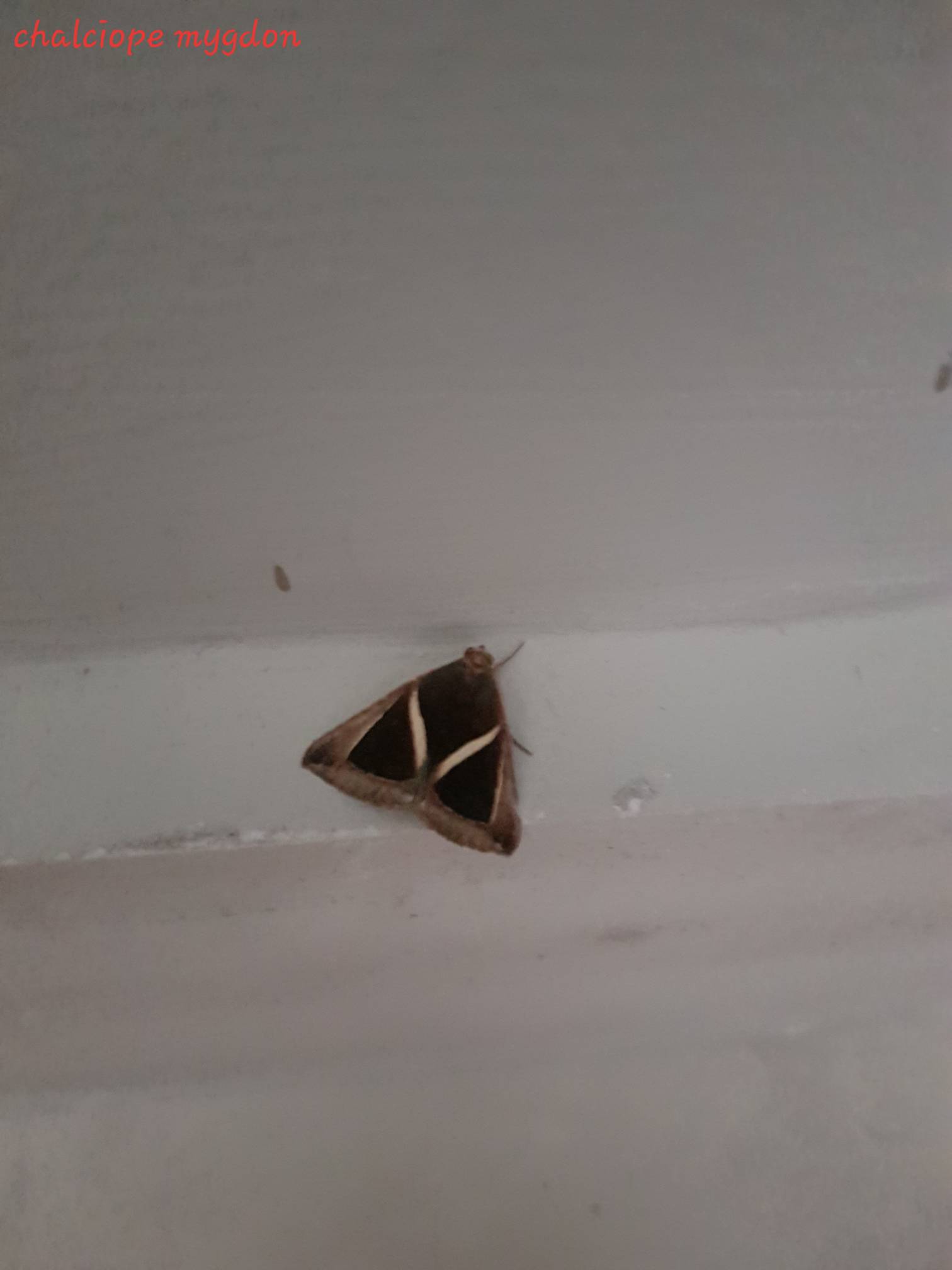 Triangular striped moth