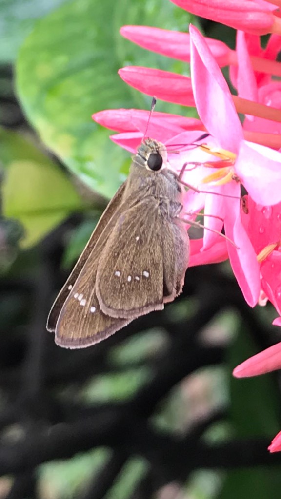 Butterfly - formosan swift