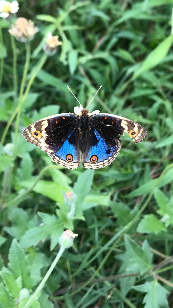 Butterfly - blue pansy