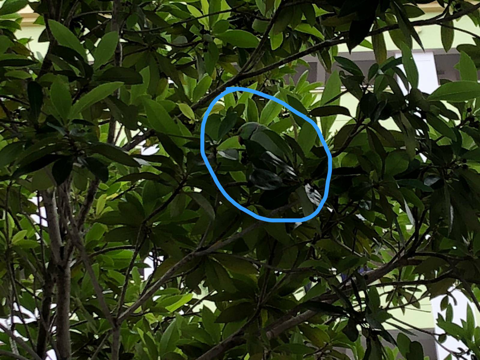 Blue-crowned hanging parrot   