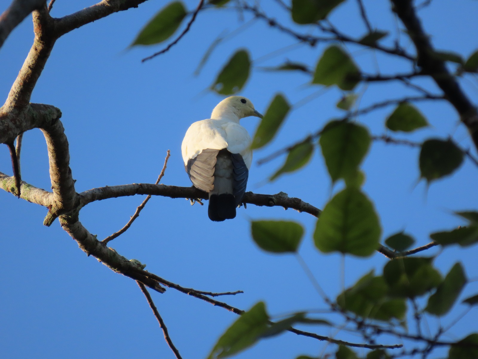 Pied imperial pigeon