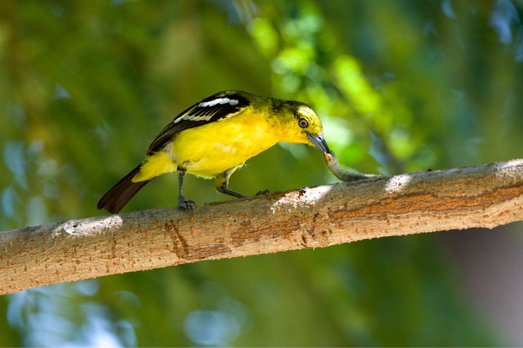 Common iora