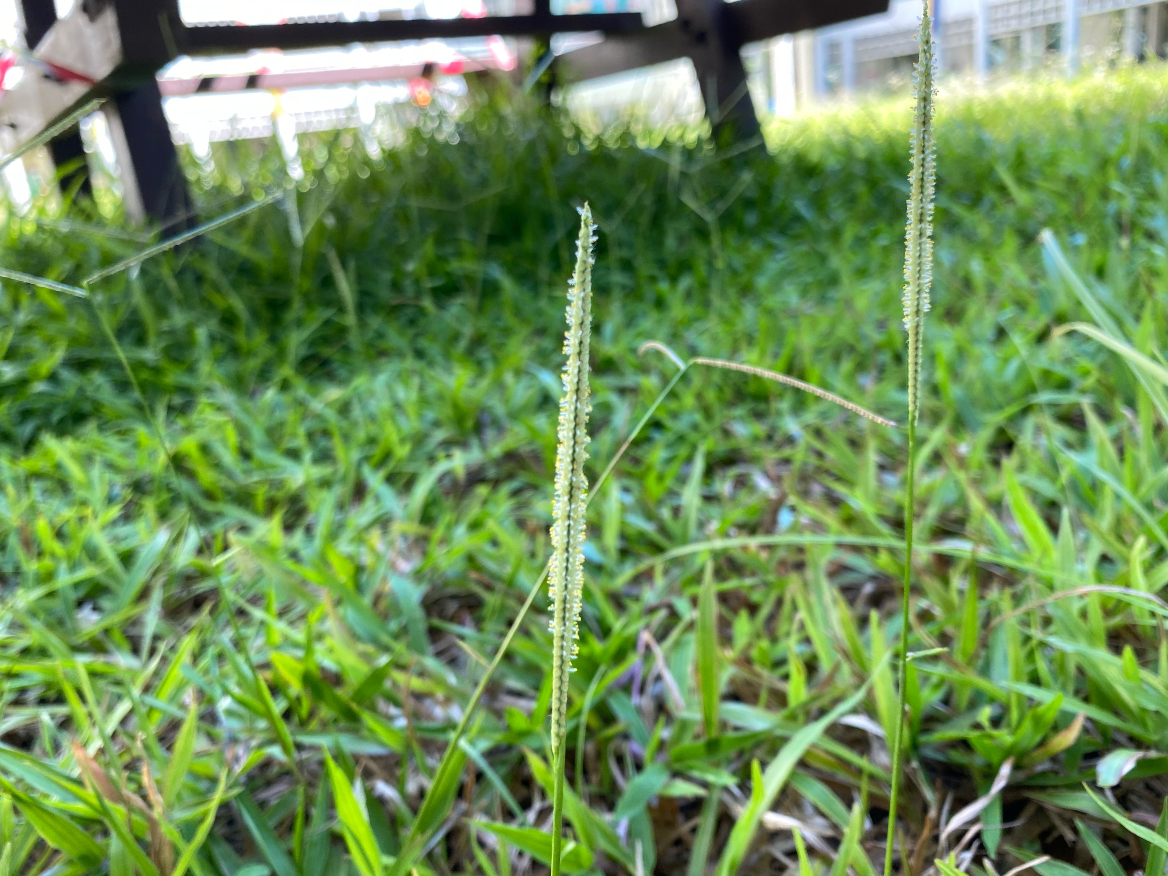 Bahia grass