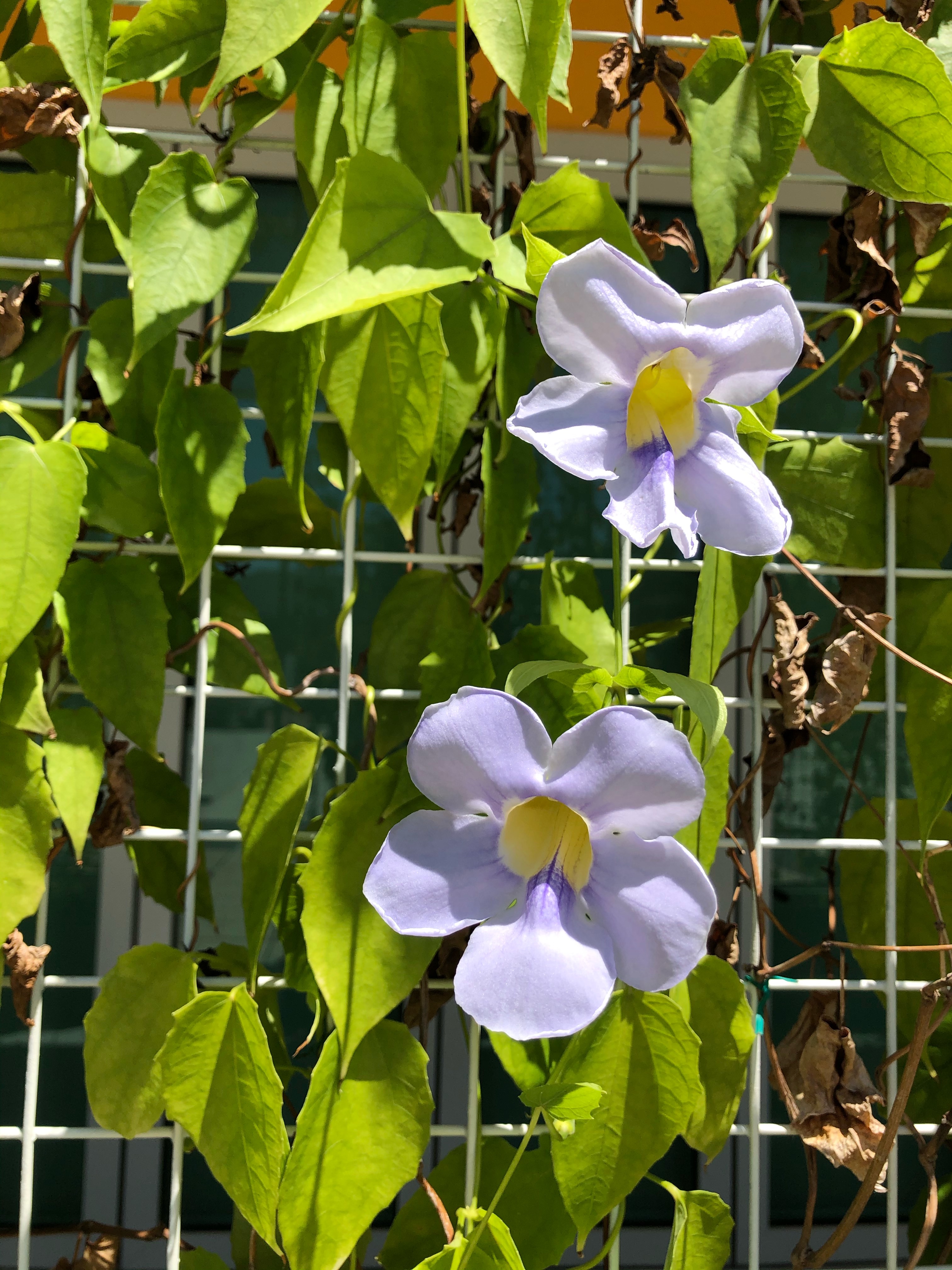 Laurel clockvine