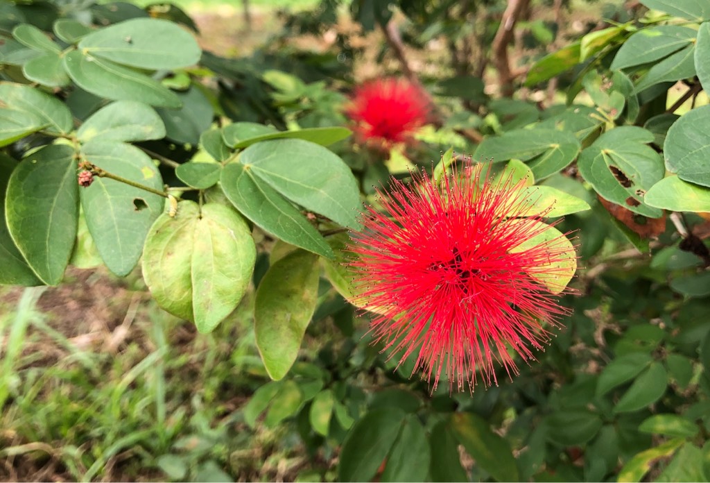 Red powder puff