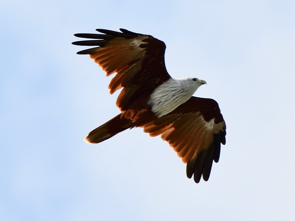栗鸢 brahminy kite（学名：haliastur indus）