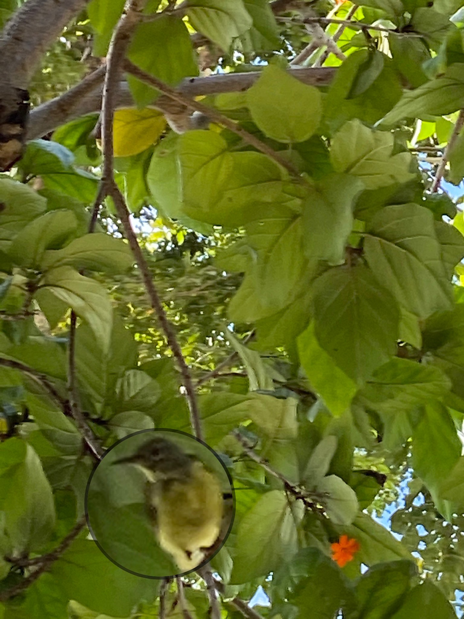 Olive backed sunbird(female)