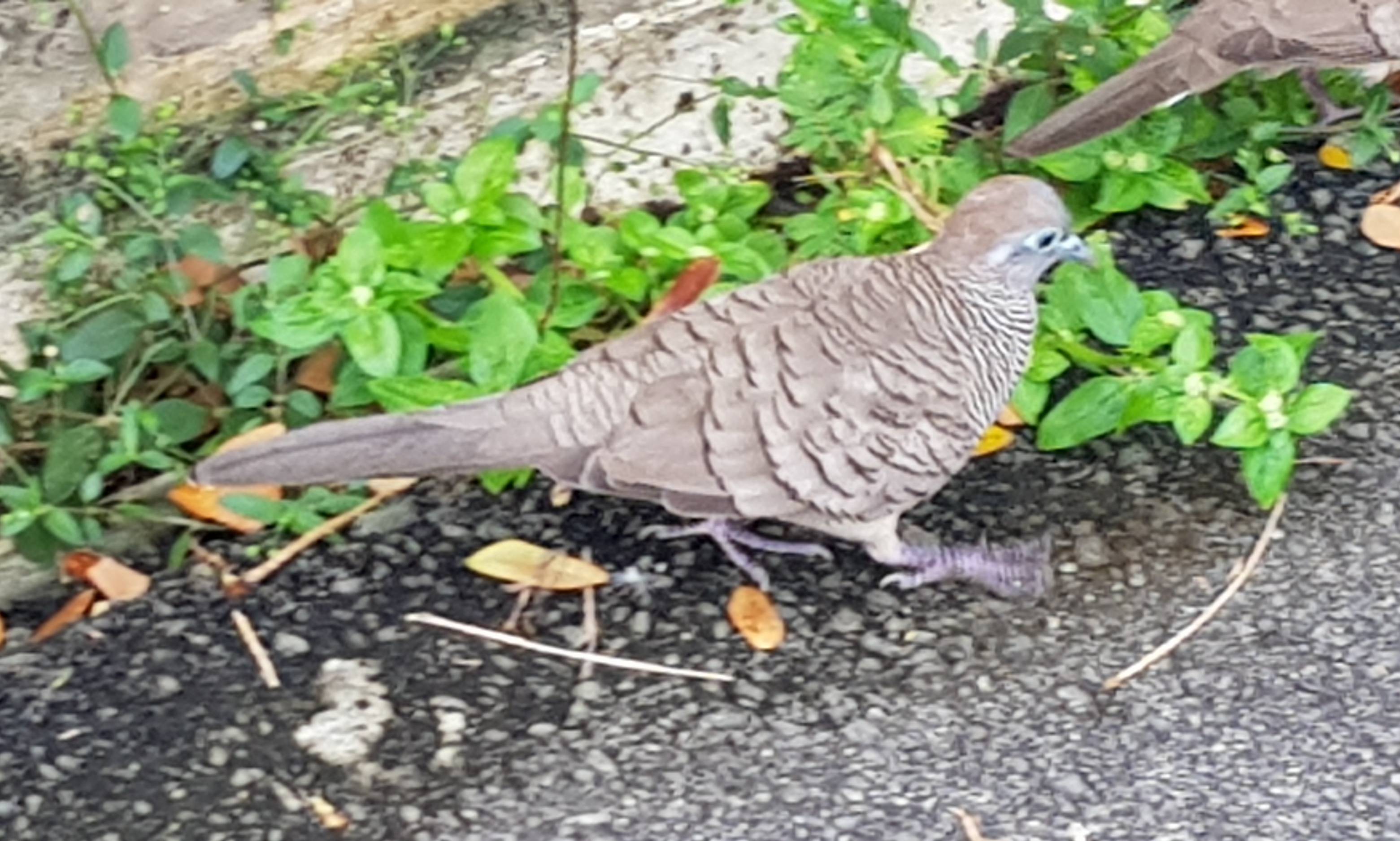 Zebra dove