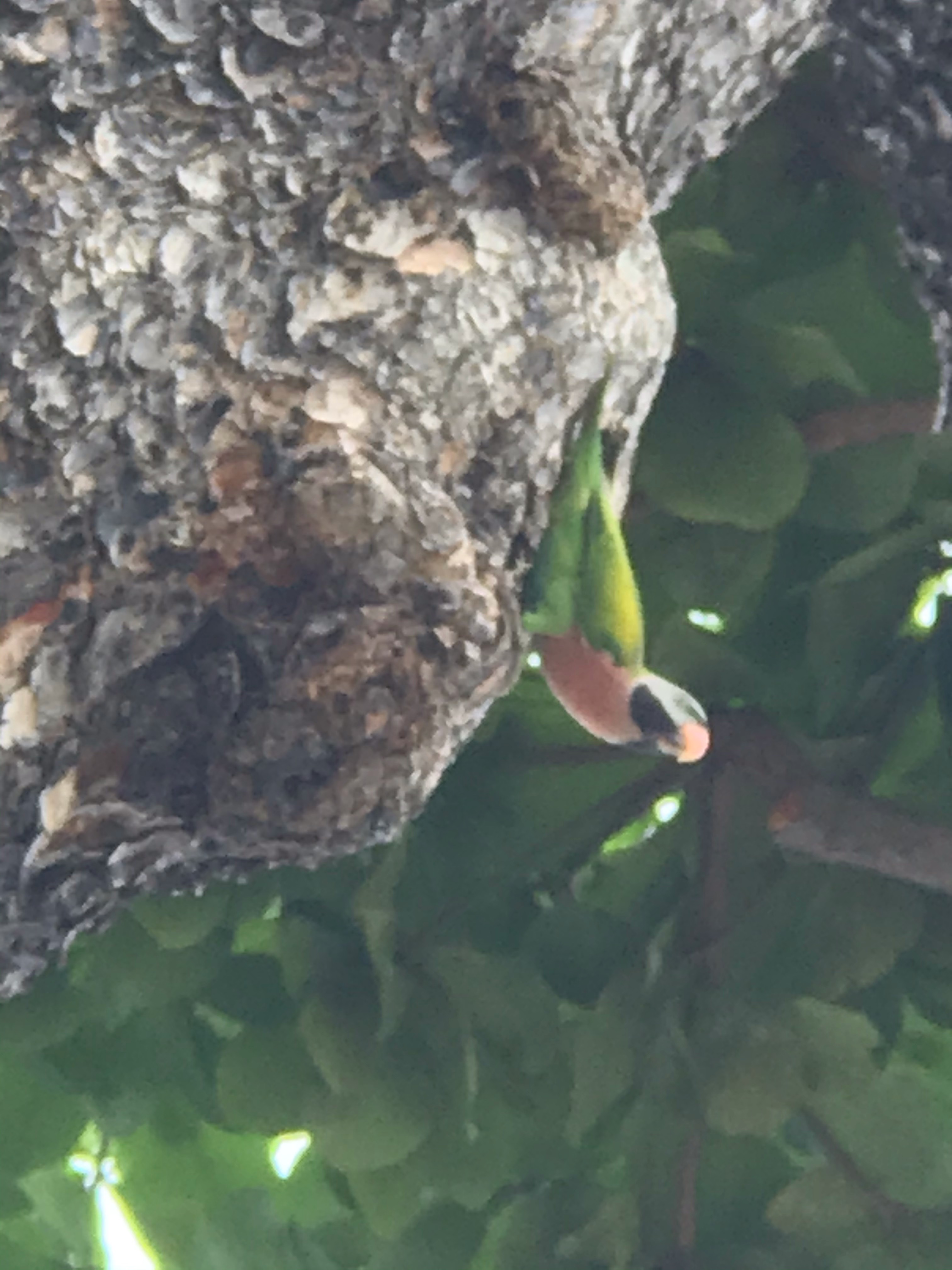 Red breasted parakeet