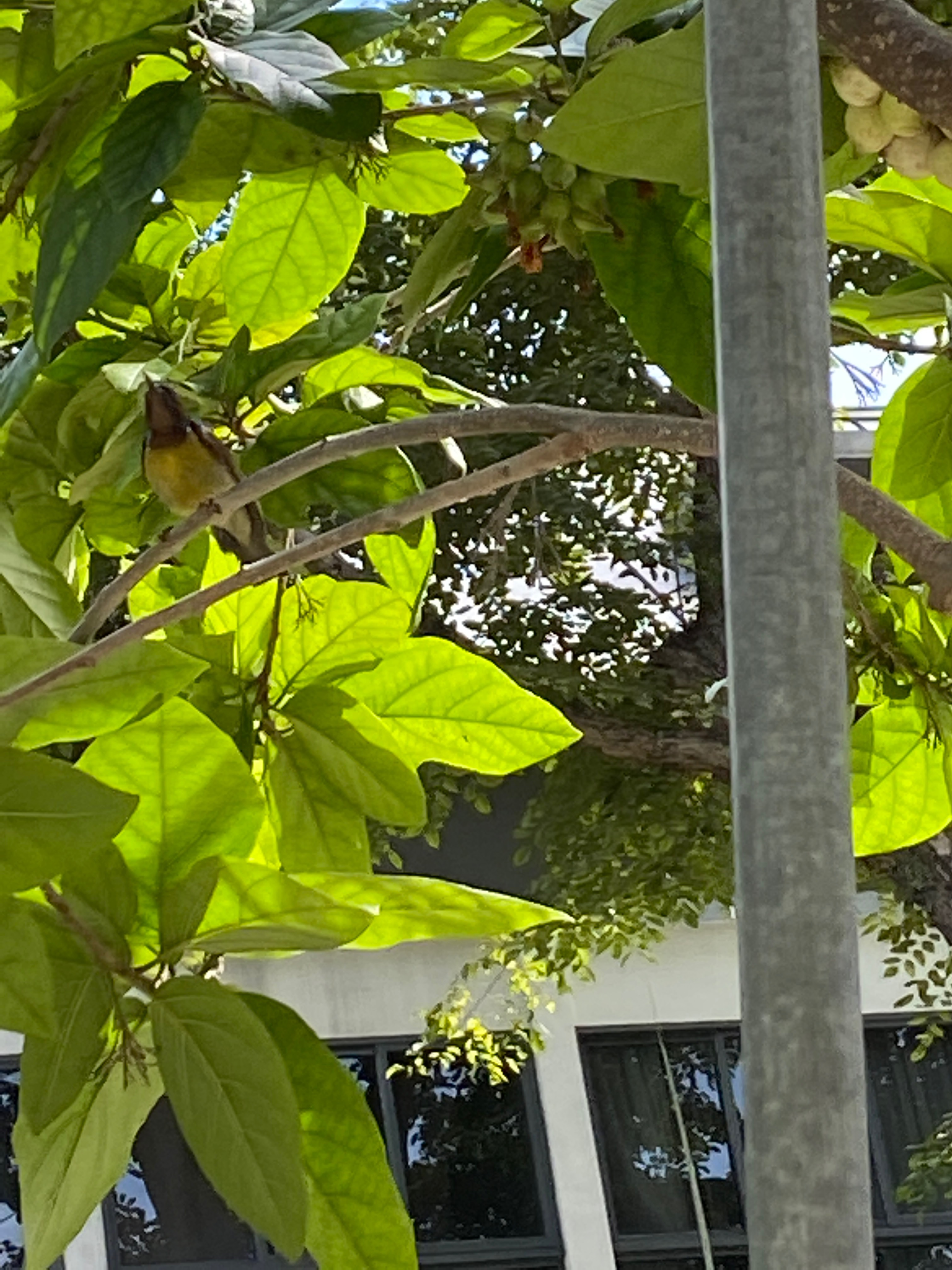 Brown throated sunbird