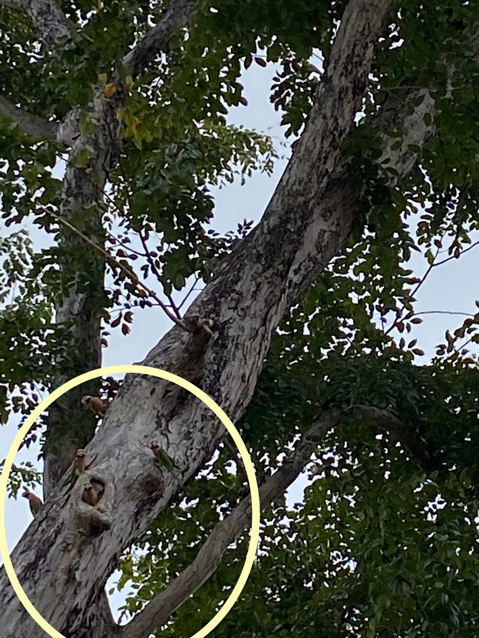 Red-breasted parakeet