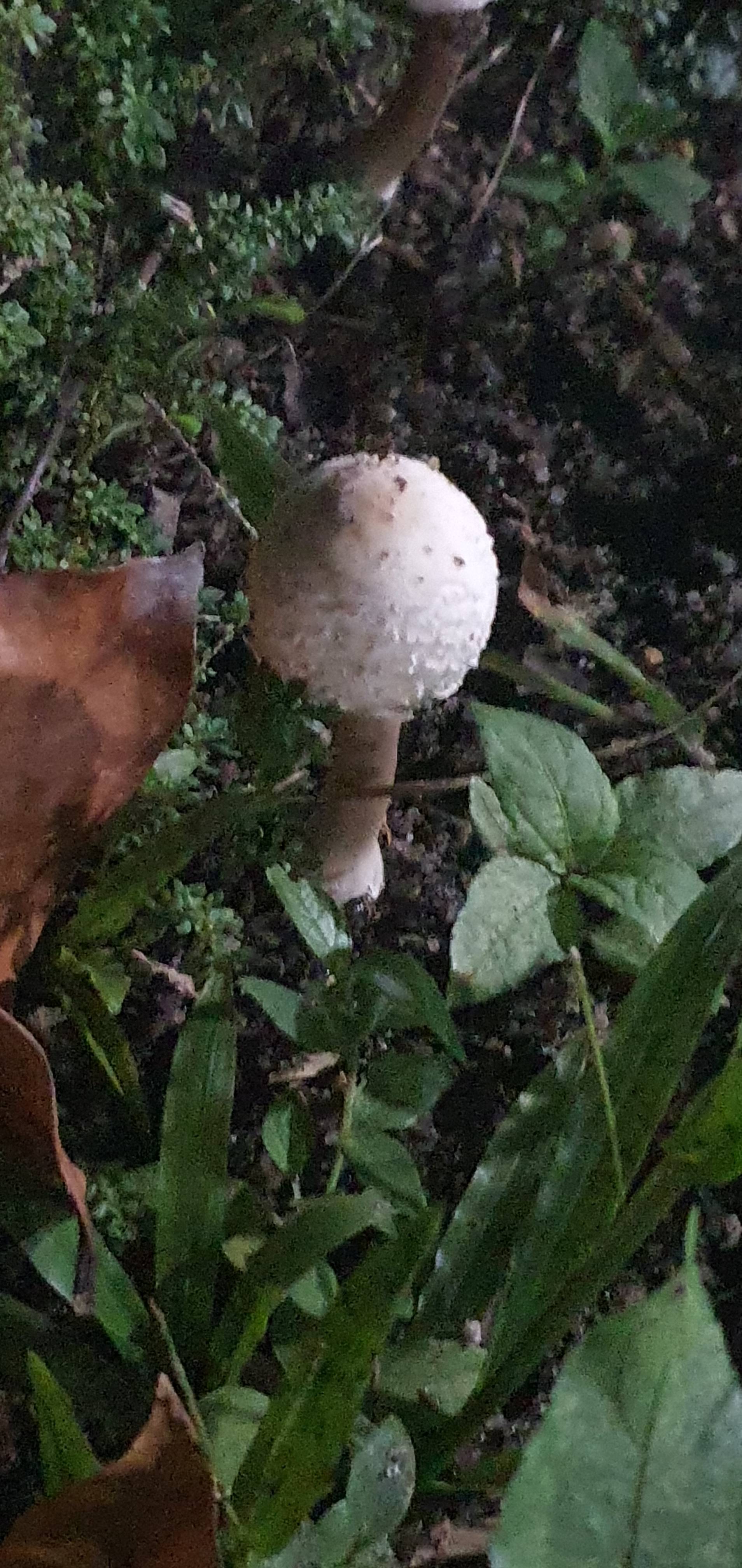 Parasol?