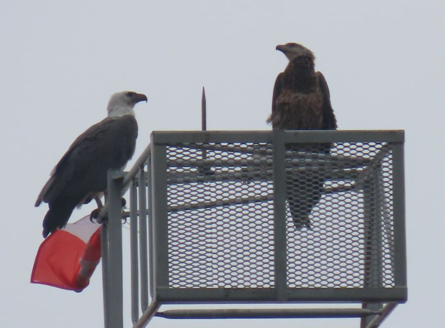 White-bellied sea eagle