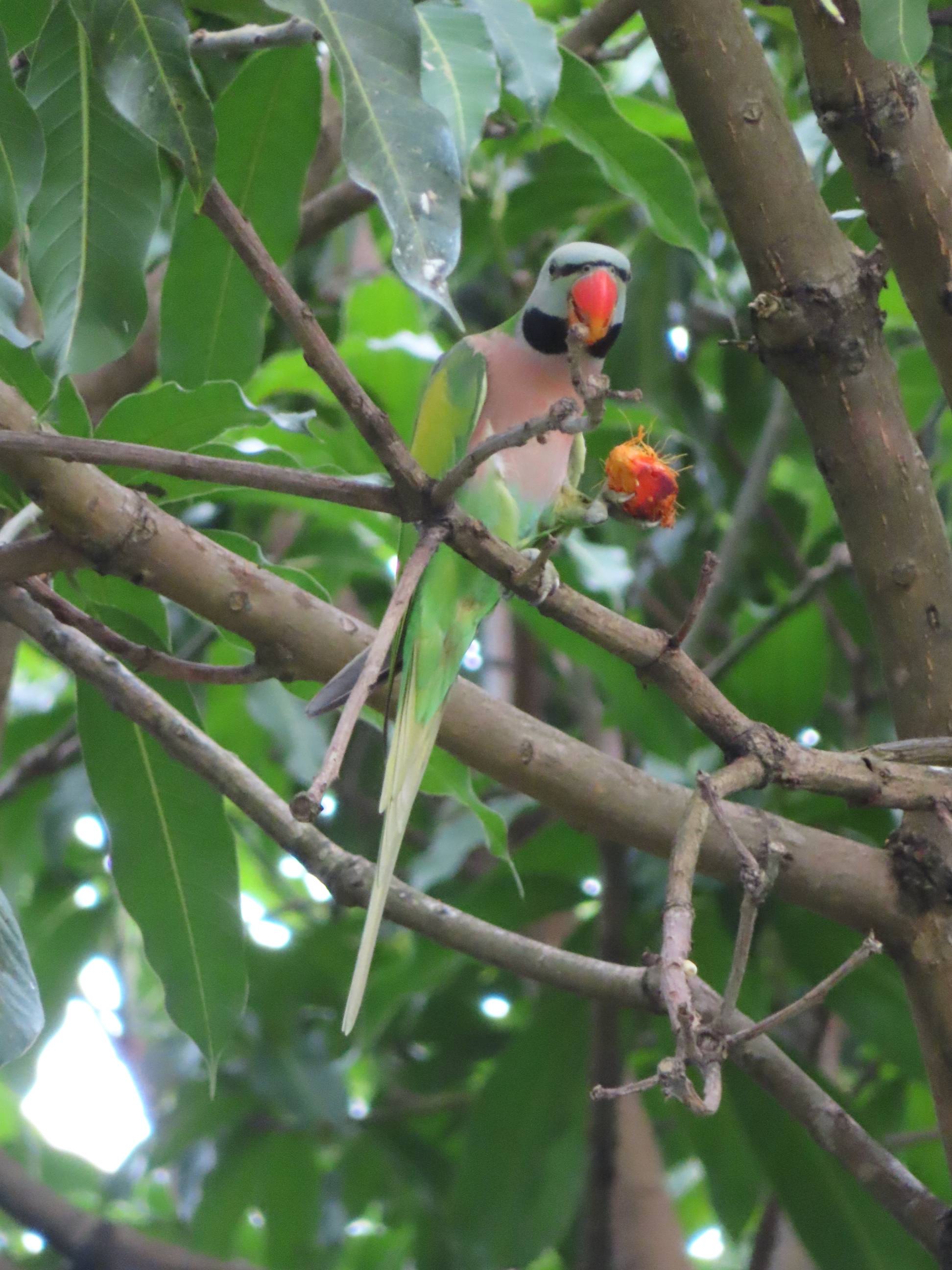 Red-breasted parakeet